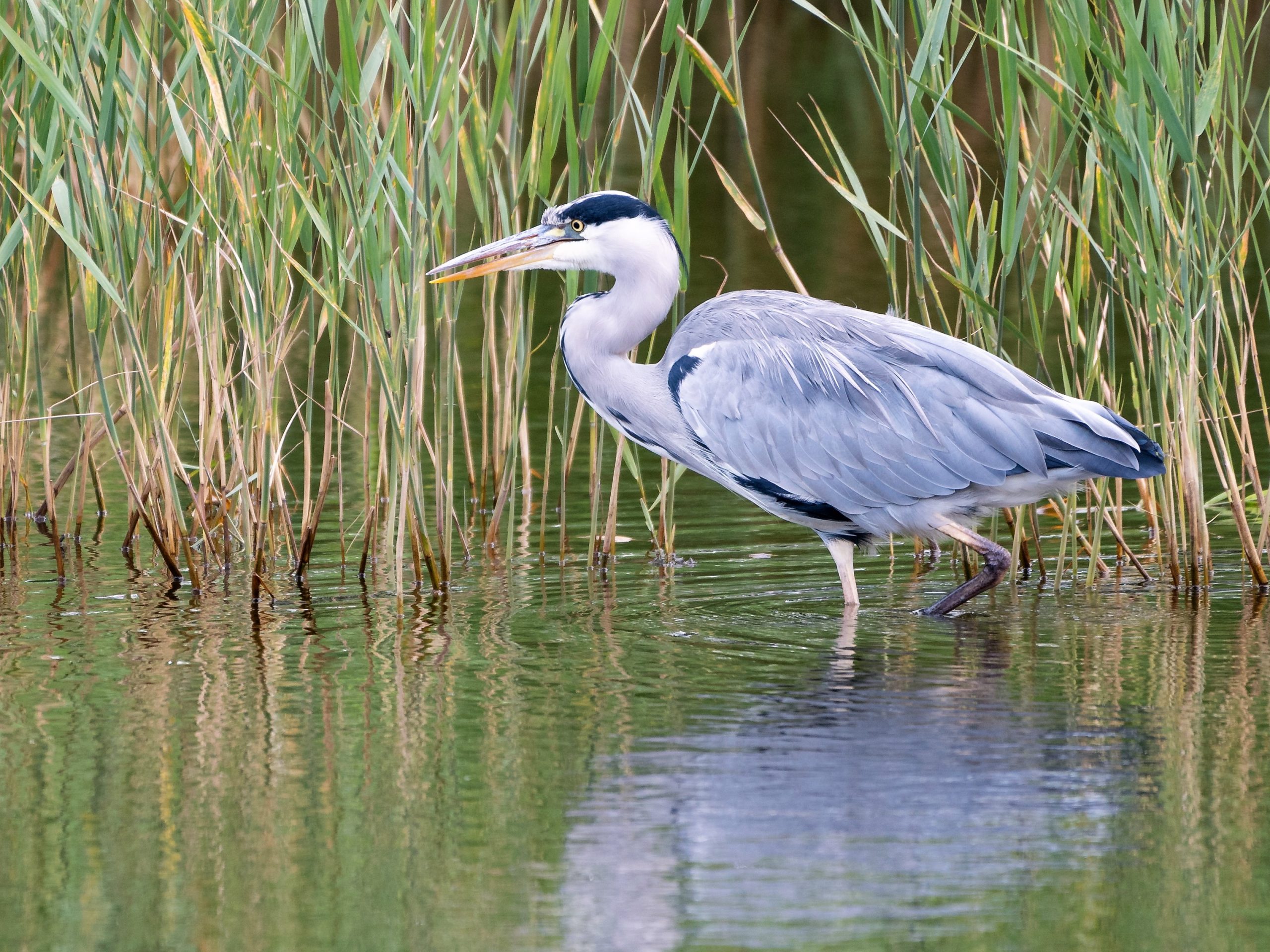 Quoile attracts migrating wading birds in the spring and autumn - Clean ...